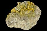 Orange Wulfenite Crystals on Quartz - Arizona #118966-1